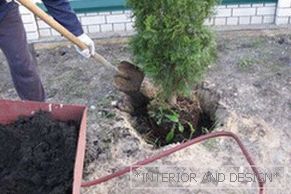 Thuja zu pflanzen ist einfach, die Hauptsache ist, ein Loch richtig zu graben und Dünger hinzuzufügen.