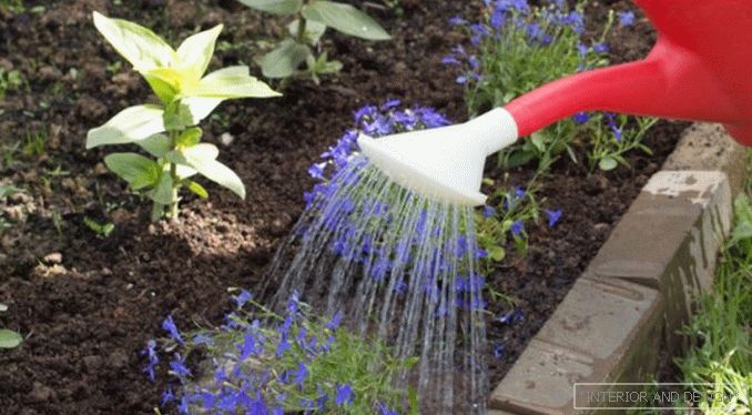 Lobelien: pflanzen, wachsen und pflege