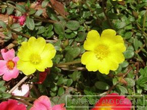 Portulaca Blumen - Dekoration eines Blumenbeets