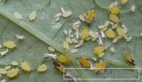 Blattlaus - Fotos von Insekten auf einem Gurkenblatt